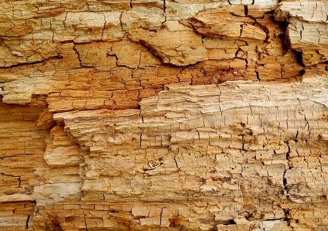 Rotten Wood: Causes, Prevention, and Repair